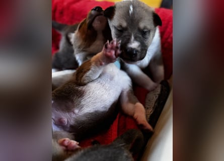 Wir haben Kurzhaarcollie-Welpen aus top Verpaarung!