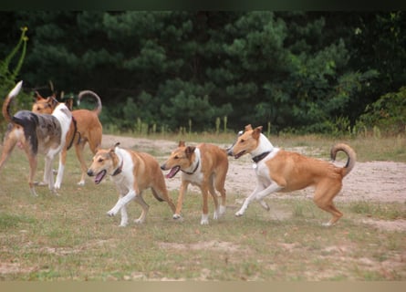 Wir haben Kurzhaarcollie-Welpen aus top Verpaarung!