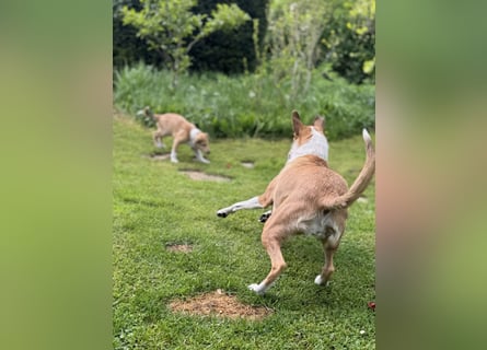 Wir haben Kurzhaarcollie-Welpen aus top Verpaarung!