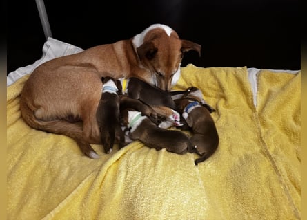 Wir haben Kurzhaarcollie-Welpen aus top Verpaarung!