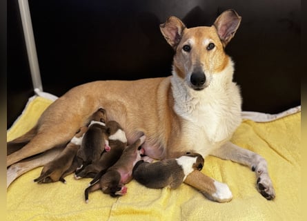 Wir haben Kurzhaarcollie-Welpen aus top Verpaarung!