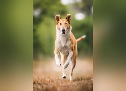 Wir haben Kurzhaarcollie-Welpen aus top Verpaarung!