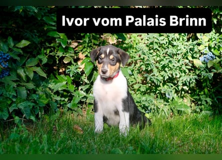 Kurzhaarcollies-. unser lang ersehnter Wurf von Wolke&Eddy ist da!