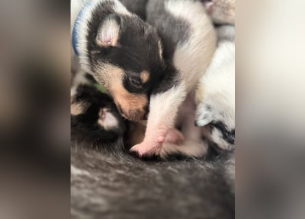 Kurzhaarcollies-unser lang ersehnter Wurf von Wolke&Eddy ist da!