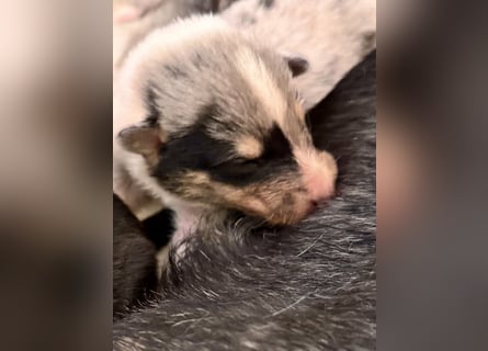 Kurzhaarcollies-unser lang ersehnter Wurf von Wolke&Eddy ist da!