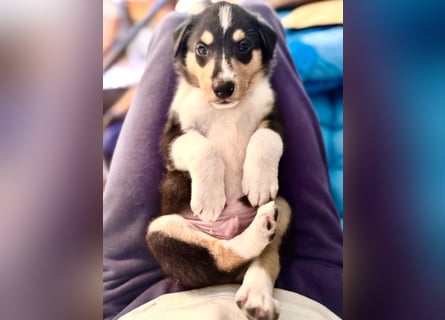 Kurzhaarcollies-unser lang ersehnter Wurf von Wolke&Eddy ist da!