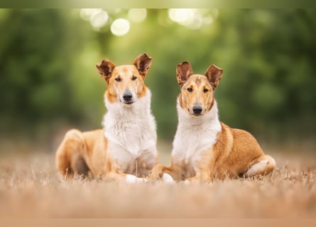 Wir haben Kurzhaarcollie-Welpen aus top Verpaarung!