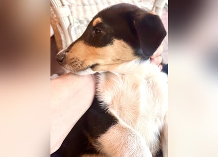 Kurzhaarcollies-. unser lang ersehnter Wurf von Wolke&Eddy ist da!