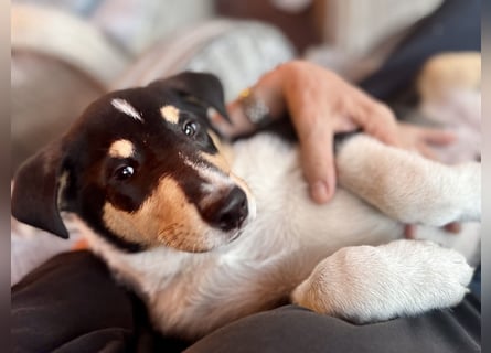 Kurzhaarcollies-. unser lang ersehnter Wurf von Wolke&Eddy ist da!