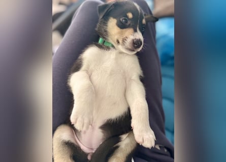 Kurzhaarcollies-unser lang ersehnter Wurf von Wolke&Eddy ist da!