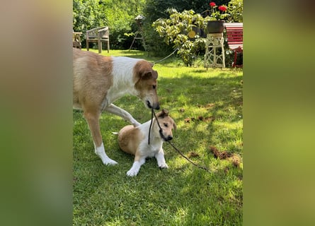 Wir haben Kurzhaarcollie-Welpen aus top Verpaarung!