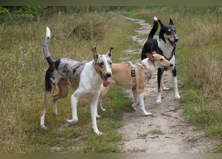 Wir haben Kurzhaarcollie-Welpen aus top Verpaarung!