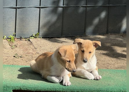 Wir haben Kurzhaarcollie-Welpen aus top Verpaarung!