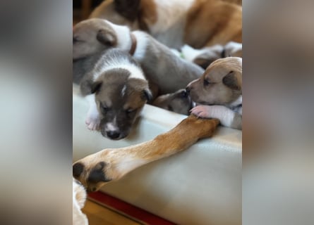 Wir haben Kurzhaarcollie-Welpen aus top Verpaarung!