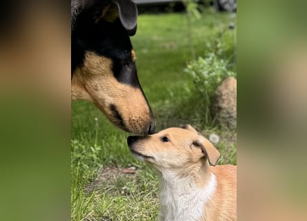 Wir haben Kurzhaarcollie-Welpen aus top Verpaarung!