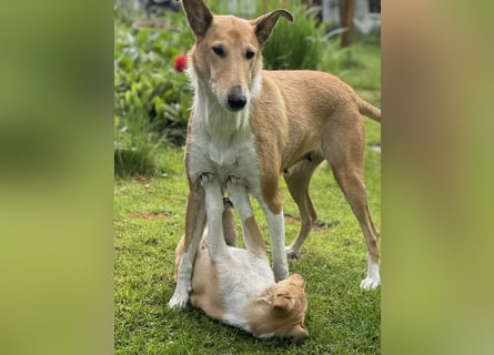 Wir haben Kurzhaarcollie-Welpen aus top Verpaarung!