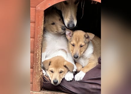 Wir haben Kurzhaarcollie-Welpen aus top Verpaarung!