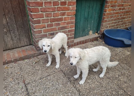 Kuvasz Welpen von Mai 2026