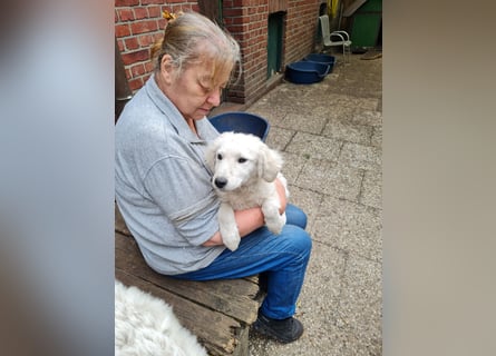 Kuvasz Welpen von Mai 2026