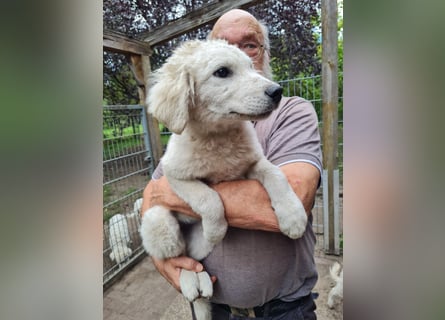 Kuvasz Welpen von Mai 2026