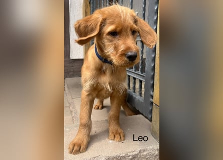 Labradoodle F1 apricot