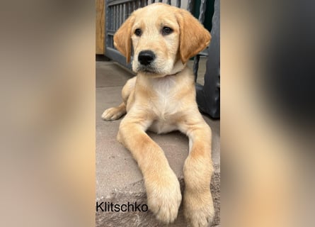 Labradoodle F1 apricot