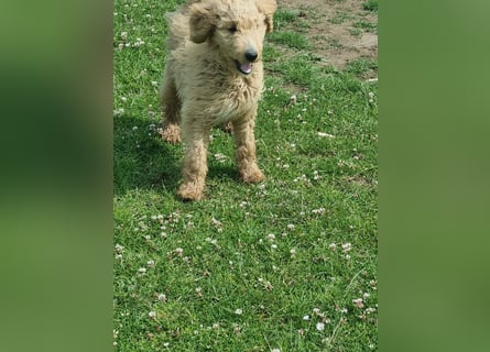 Labradoodle Hündin