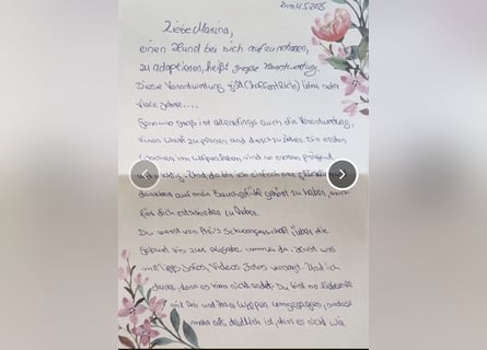 2020, 2025 waren tolle Würfe, 2026 plane ich erneut 1 Wurf  Labradoodlewelpen F1bb in crem