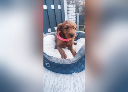 Wunderschöne Labradoodle F1b Welpen mit Ahnentafel