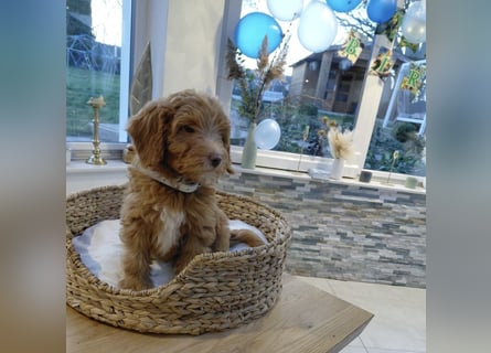 Wunderschöne Labradoodle F1b Welpen mit Ahnentafel