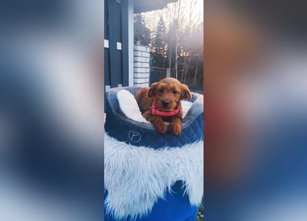 Wunderschöne Labradoodle F1b Welpen mit Ahnentafel