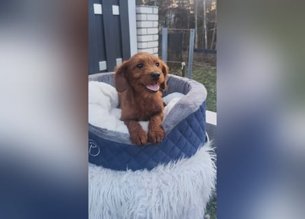 Wunderschöne Labradoodle F1b Welpen mit Ahnentafel