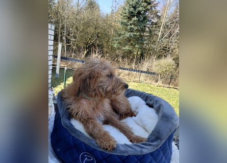 Wunderschöne Labradoodle F1b Welpen mit Ahnentafel