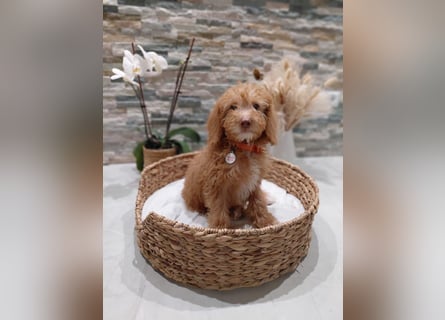 Wunderschöne Labradoodle F1b Welpen mit Ahnentafel