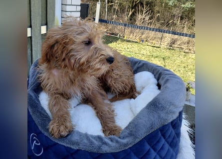 Wunderschöne Labradoodle F1b Welpen mit Ahnentafel