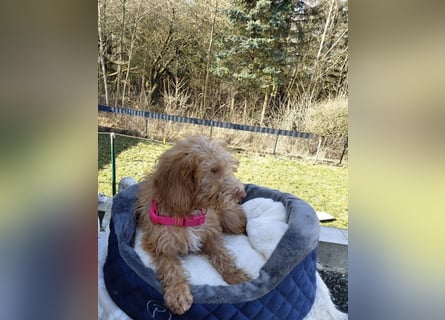 Wunderschöne Labradoodle F1b Welpen mit Ahnentafel