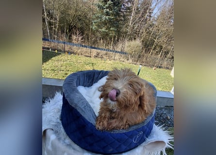 Wunderschöne Labradoodle F1b Welpen mit Ahnentafel