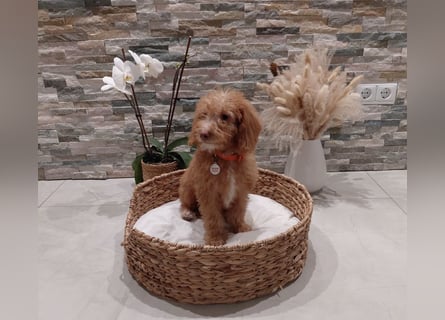 Wunderschöne Labradoodle F1b Welpen mit Ahnentafel