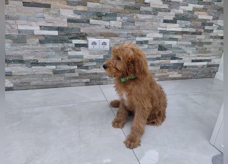 Wunderschöne Labradoodle F1b Welpen mit Ahnentafel