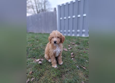 Wunderschöne Labradoodle F1b Welpen mit Ahnentafel