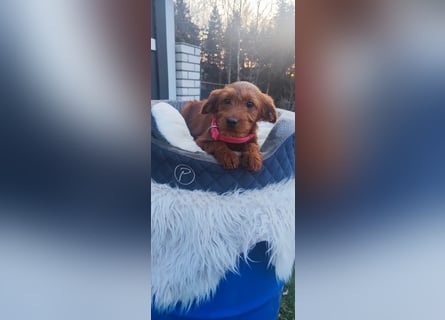 Wunderschöne Labradoodle F1b Welpen mit Ahnentafel