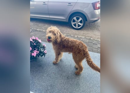 Apricot Labradoodle F1 Welpen in medium aus familiärer Zucht