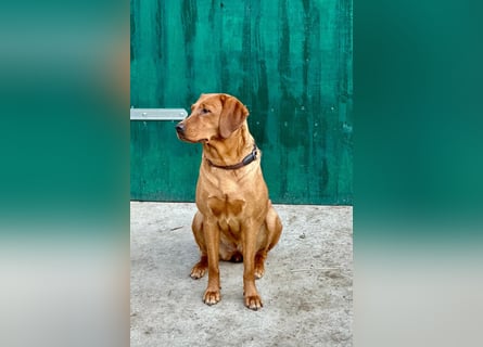 Apricot Labradoodle F1 Welpen in medium aus familiärer Zucht