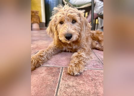 Apricot Labradoodle F1 Welpen in medium aus familiärer Zucht