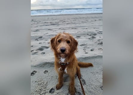 Apricot Labradoodle F1 Welpen in medium aus familiärer Zucht