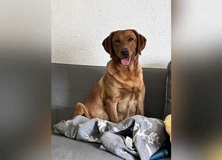 Apricot Labradoodle F1 Welpen in medium aus familiärer Zucht