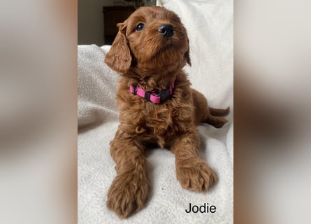 Labradoodle  apricot