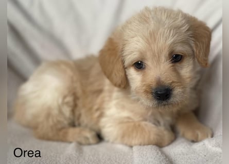 Labradoodle  apricot