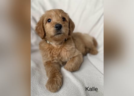 Labradoodle  apricot