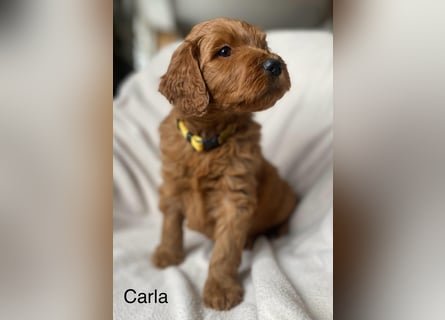 Labradoodle  apricot